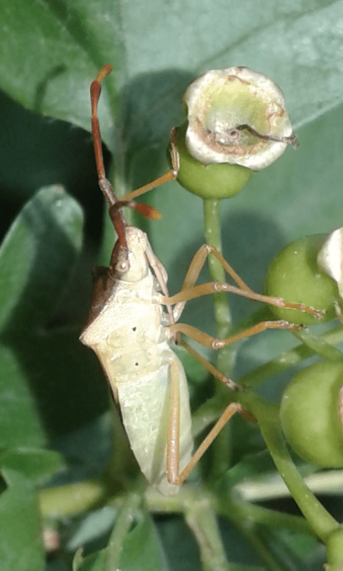 Coreidae : Gonocerus acuteangulatus?